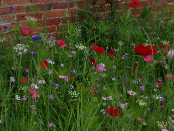 Poppies