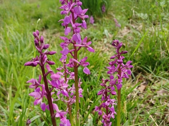 Early purple orchid 