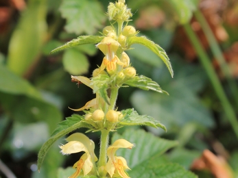 Yellow archangel