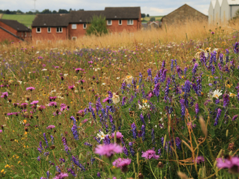 Edge of town meadow 