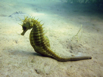 Spiny seahorse 