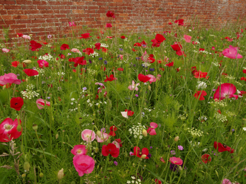 Poppies