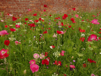 Poppies