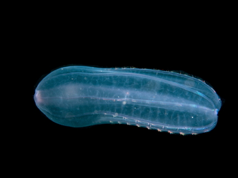 Comb jelly