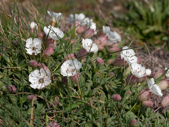 Sea campion