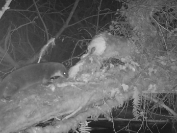 Otter caught on trail cam at the Dorset Beaver Project site