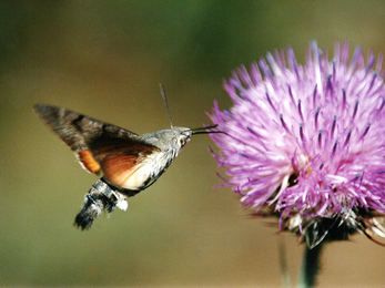 Humming-bird hawk-moth