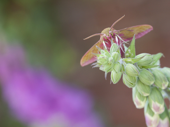 Elephant hawk-moth on foxglove 