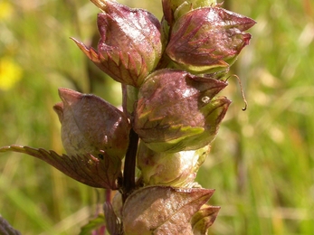 Yellow rattle 