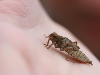 Black tailed skimmer dragonfly larvae