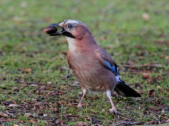 Jay with an acorn