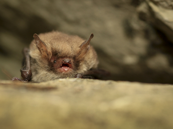 Natterers bat