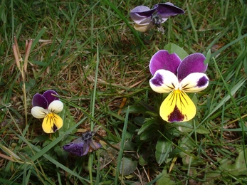 Violas