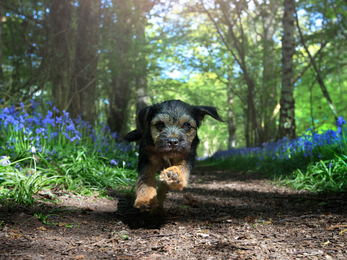 Dog running 