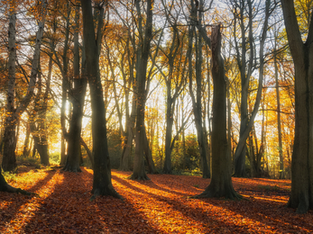 Woodland in autumn