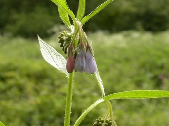 Comfrey 