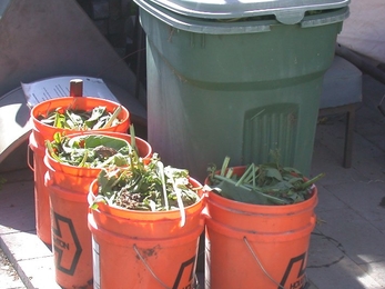 Comfrey bin