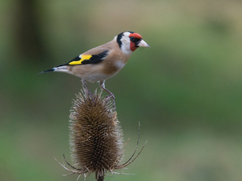 Goldfinch