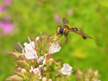 Hoverfly on marjoram