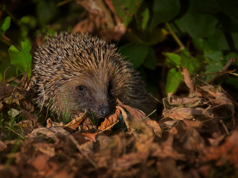 Hedgehog