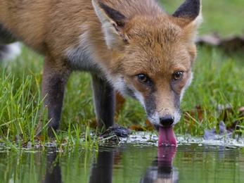 Fox drinking from pond