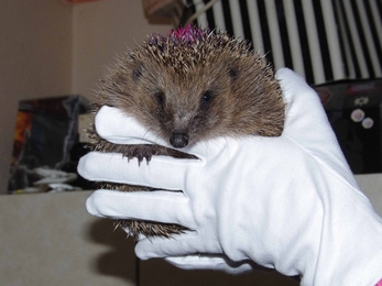 Hedgehog in care