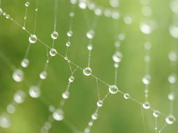 Dewy spider's web