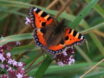 Tortoiseshell butterfly on marjoram 