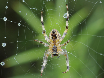 Garden spider and web