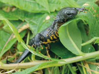 Great crested newt