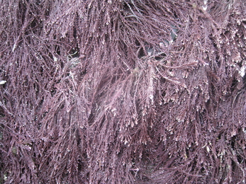 Coral weed