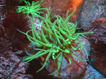 Fluorescent snakelocks anemone 