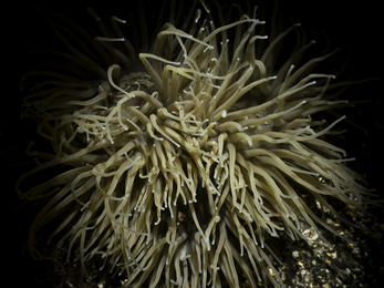 Snakelocks anemone 