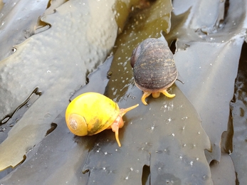 Flat periwinkles 