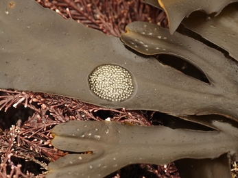 Flat periwinkle eggs