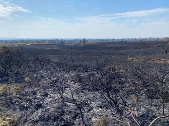 Burnt heathland after Upton Heath wildfire