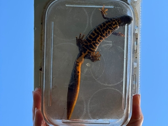 Great crested newt from a survey 