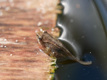 Froglet in a garden pond