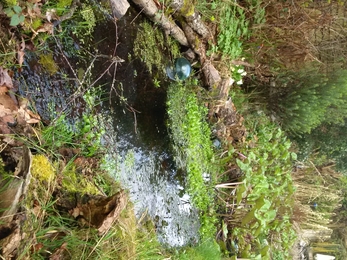 Pond with marginal planting 