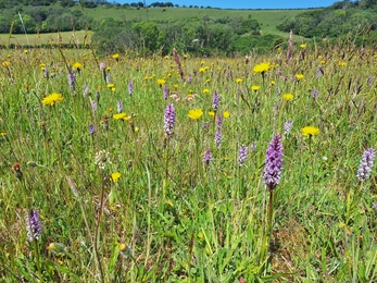 Common-spotted orchids 