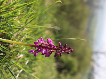 Early purple orchid 