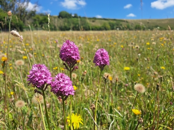 Pyramidal orchids at Lyscombe