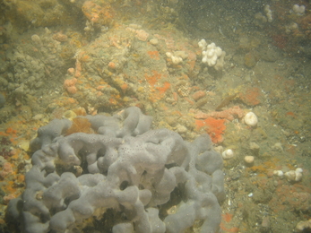 Ross corals, sponges and soft corals