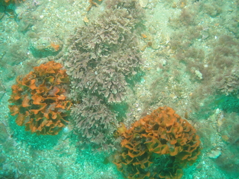 Ross corals and sponges