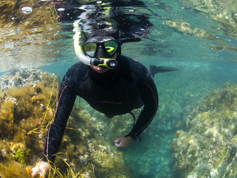 Snorkeling at Kimmeridge 