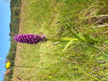 Southern marsh orchid at Lyscombe