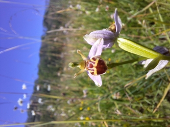 Bee orchid at Lyscombe