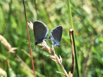 Pair of mating small blues