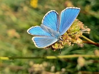 Adonis blue
