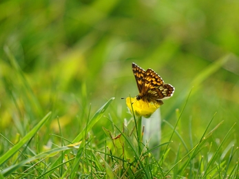 Duke of Burgundy  